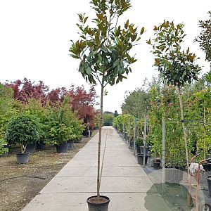 Magnolia grand. 'Galissonnière' 200 cm stam container 12-14