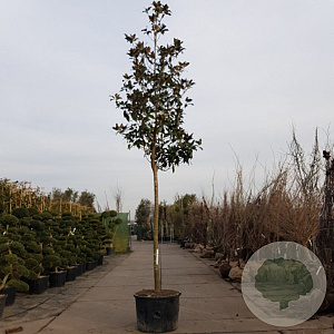 Magnolia grand. 'Galissonnière' 200 cm stam container 20-25 leiboom