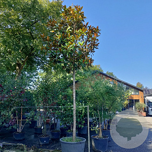 Magnolia grand. 'Galissonnière' 25-30 HO container solitair