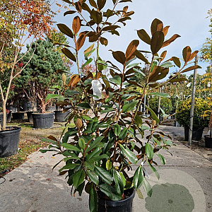 Magnolia grand. 'Goliath' 125-150 cm 18L