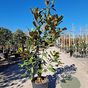 Magnolia grand. 'Goliath' 125-150 cm 18L