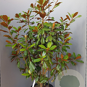 Magnolia grand. 'Goliath' 175-200 cm 35L