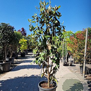 Magnolia grand. 'Goliath' 175-200 cm 35L