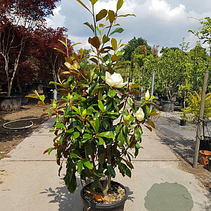 Magnolia grand. 'Goliath' 175-200 cm 35L