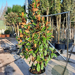 Magnolia grand. 'Goliath' 175-200 cm 35L
