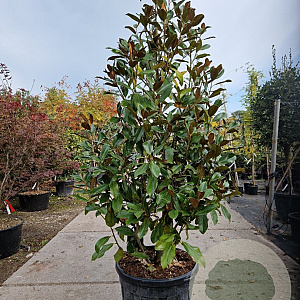 Magnolia grand. 'Goliath' 200-250 cm container meerstammig