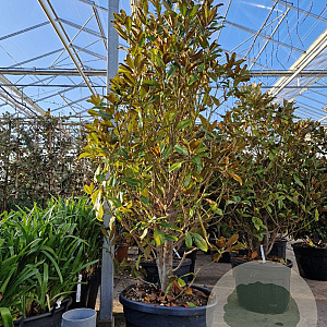 Magnolia grand. 'Goliath' 200-250 cm cont. 110L