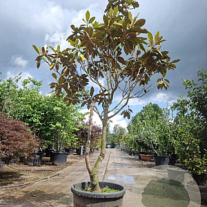Magnolia grand. 'Goliath' 250-300 cm container meerstammig 