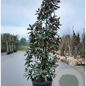 Magnolia grand. 'Goliath' 350-400 cm container