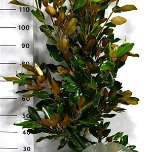 Magnolia grand. 'Little Gem' 100-125 cm 15L