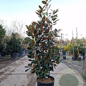 Magnolia grand. 'Little Gem' 140-160 cm 25L