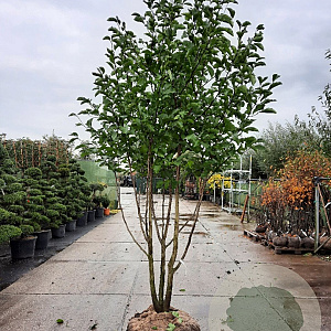 Magnolia kobus 300-350 cm container meerstammig