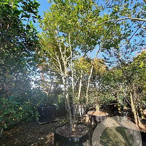 Magnolia loebneri 'Leonard Messel' 450-500 cm container solitair