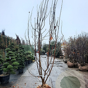 Magnolia soulangeana 300-350 cm container meerstammig