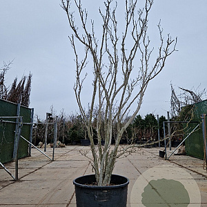 Magnolia soulangeana 300-350 cm container meerstammig