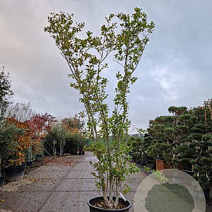 Magnolia st. 'Rosea' 350-400 cm cont. 230L meerstammig