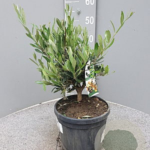Olea europaea 30-40 cm 4,0L