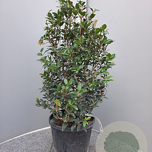 Osmanthus burkwoodii 40-60 cm 10L