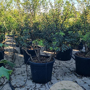 Osmanthus burkwoodii 100-125 cm 45L meerstammig