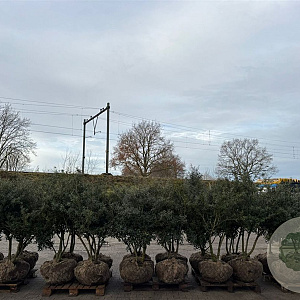 Osmanthus burkwoodii 120-140 cm draadkluit meerstammig