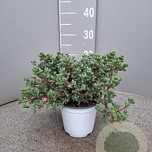 Osmanthus delavayi P14