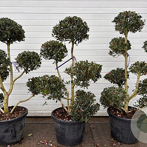 Osmanthus fortunei pompom container