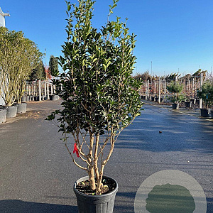 Osmanthus fortunei 175-200 cm cont. 55L meerstammig