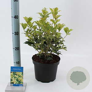 Osmanthus heter. 'Goshiki' 30-35 cm 3,0L
