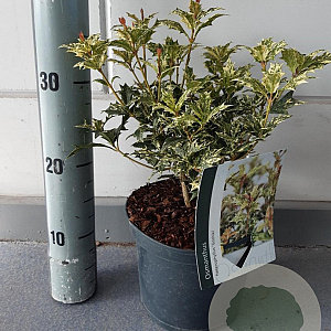 Osmanthus heter. 'Goshiki' GM C3