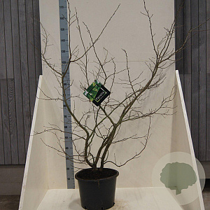 Parrotia persica 80-100 cm 20L meerstammig