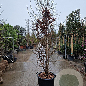 Parrotia persica 250-300 cm container meerstammig
