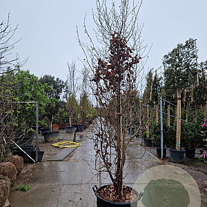 Parrotia persica 300-350 cm container meerstammig