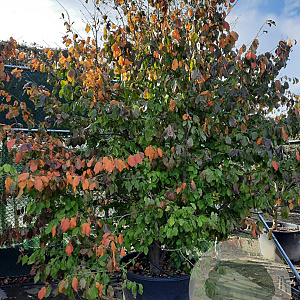 Parrotia persica 300-350 cm container solitair meerstammig