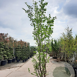 Parrotia persica 350-400 cm container meerstammig