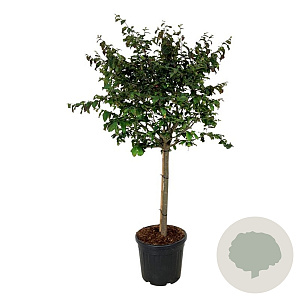 Parrotia persica 'Bella' 90 cm stam cont. 55L extra