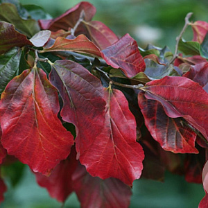 Parrotia persica 'Burgundy' 10-12 HO draadkluit