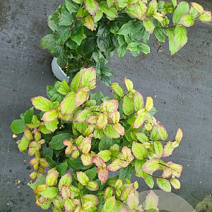 Parrotia persica Persian Spire 40-60 cm 3,0L