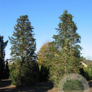 Chamaecyparis l. 'Wisselii' 30-40 cm 3,0L