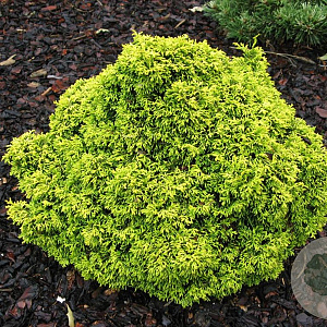Chamaecyparis o. 'Butterball' 15-20 cm 3,0L