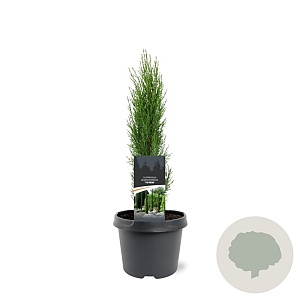 Cupressus semp. 'Totem' 30-40 cm 3,0L