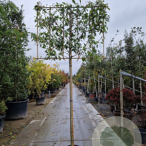 Photinia fraseri 'Red Robin' 180 cm stam container 20-25 lei 150x120