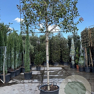 Photinia fraseri 'Red Robin' 180 cm stam container 16-18 lei 180x120