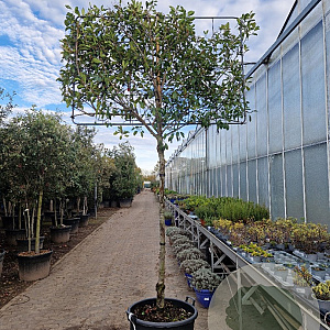 Photinia fraseri 'Red Robin' 180 cm stam container 16-18 lei 180x120