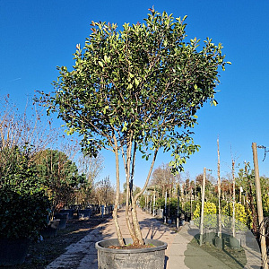 Photinia fraseri 'Red Robin' 300-350 cm cont. 230L paraplu