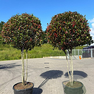 Photinia fraseri 'Robusta Compacta' 225-250 cm container meerstammig