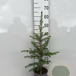 Picea abies 40-60 cm 2,0L