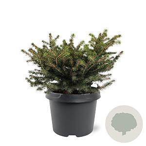 Picea a. 'Nidiformis' 25-30 cm 3,5L