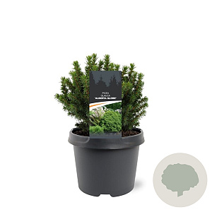 Picea gl. 'Alberta Globe' 20-25 cm 3,0L