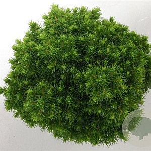 Picea gl. 'Alberta Globe' 25-30 cm 5,0L
