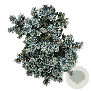 Picea pungens 'Blaukissen' 25-30 cm